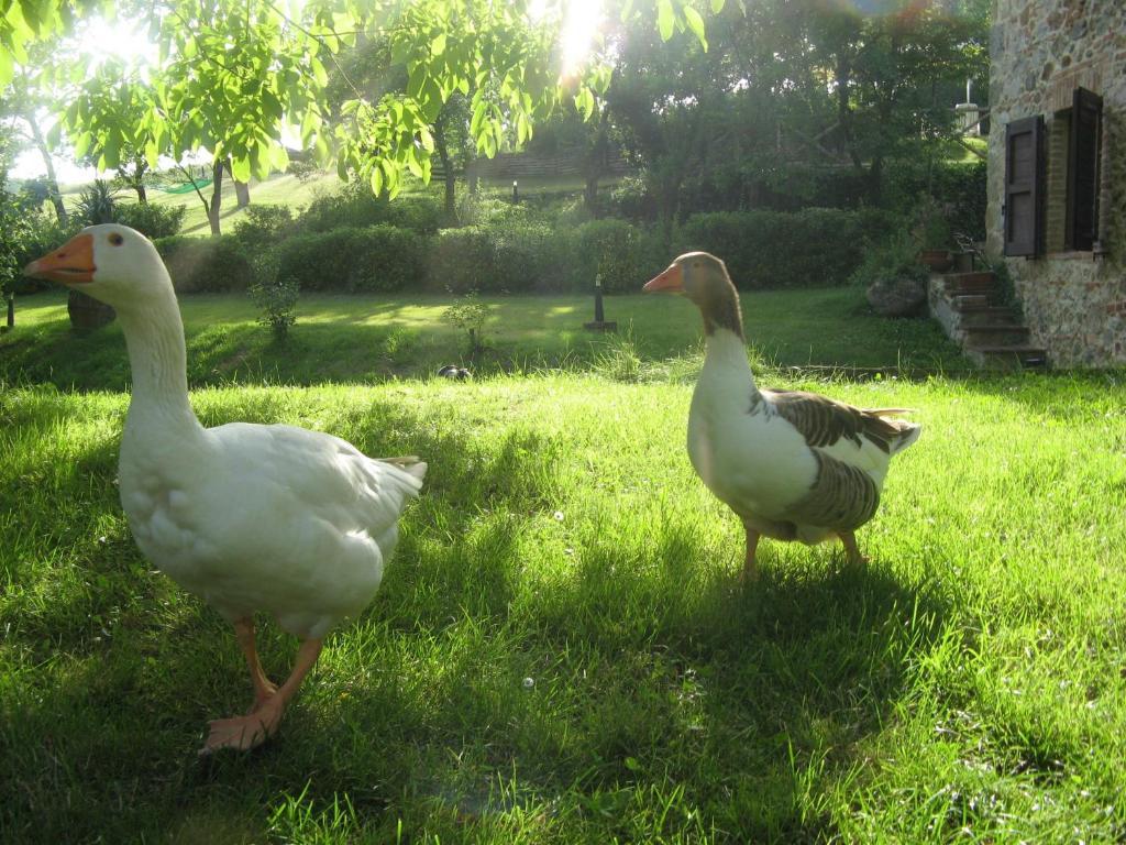 Agriturismo Il Mulino Delle Pile Chiusdino Εξωτερικό φωτογραφία